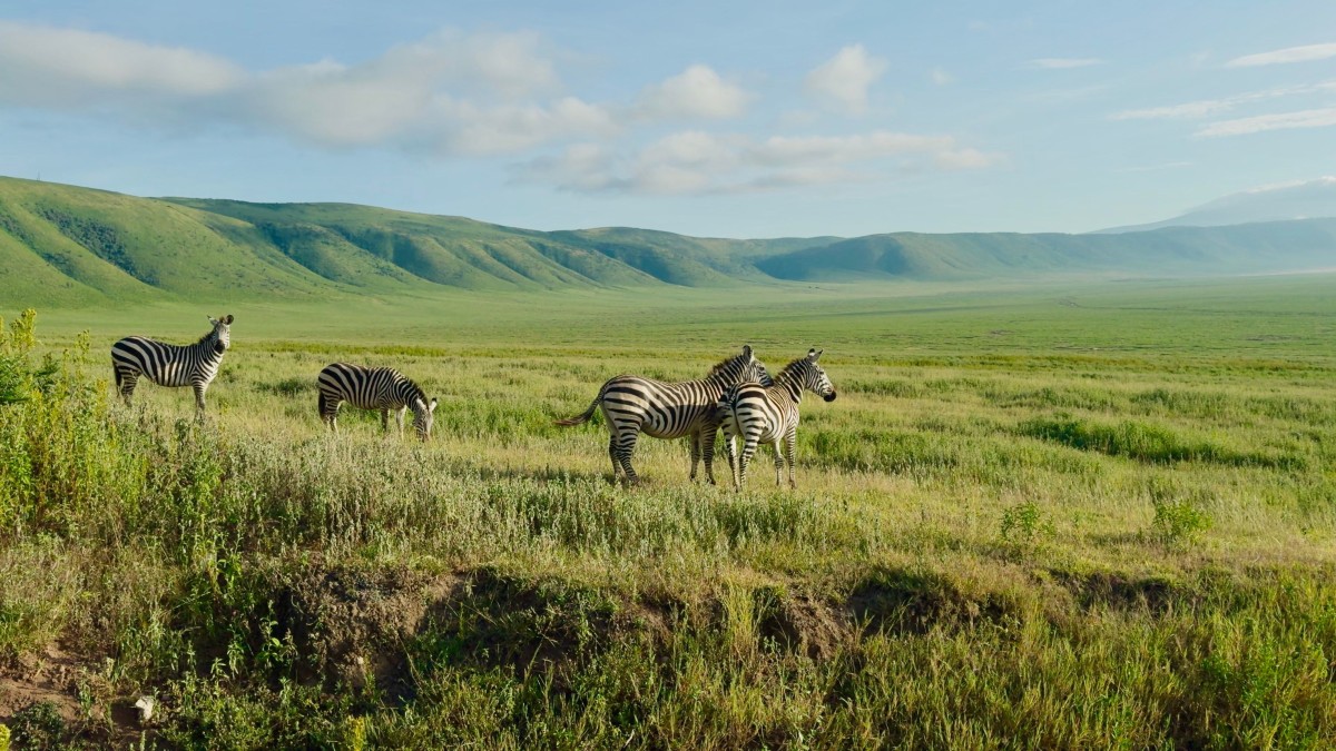 Safari Tembo